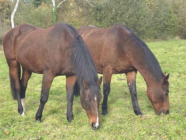 La-Lande-De-Goult 61320 Longère en pierre 112 m² terrain 30.200 m²