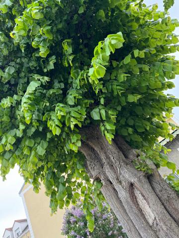 Belle Maison Familiale