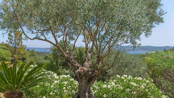 Vente Villa de luxe Grimaud 8 Pièces 323 m²