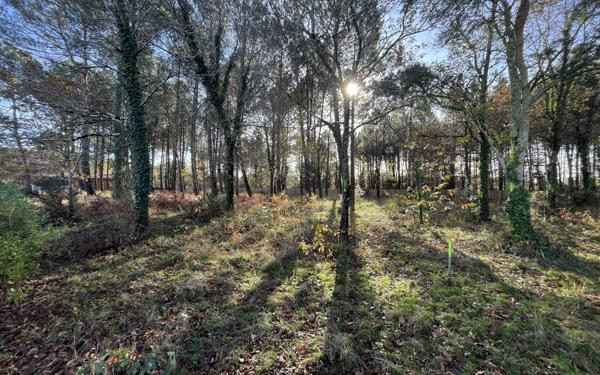 Terrain à vendre    Seignosse