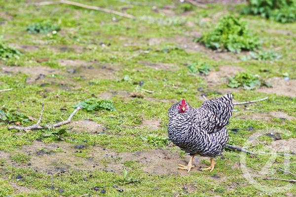 Maison à vendre  7 pièces - 125 m2 HEDE BAZOUGES - 35