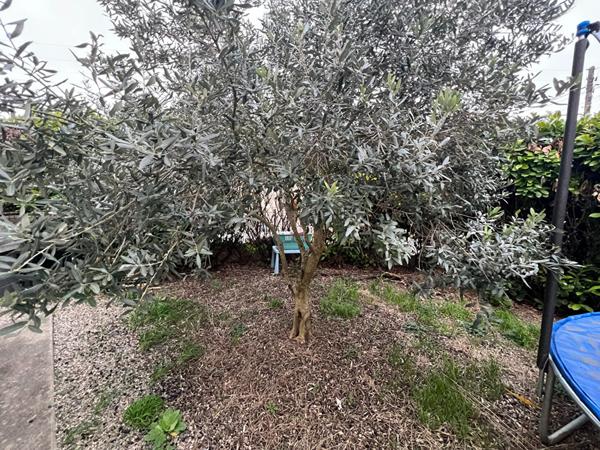 LIMOUX MAISON 4 CHAMBRES AVEC GARAGE