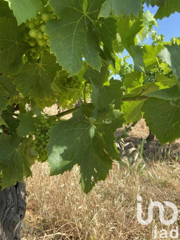 Terrain à vendre 58 175 m² Magalas