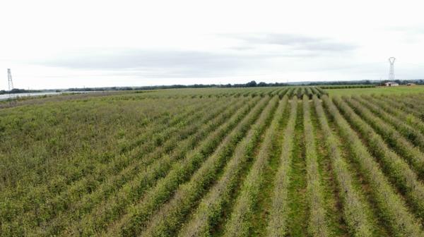 Cordes-Tolosannes (82700) 48 hectares de terres agricoles-arboricoles irriguées secteur Castelsarrasin 82 et proche de La Garonne