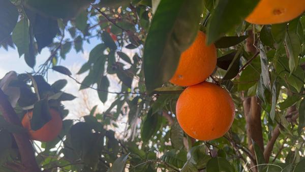 Dpt Var (83), à vendre HYERES maison P5 - Terrain de 320m² - 3 chambres - Magnifique Véranda.