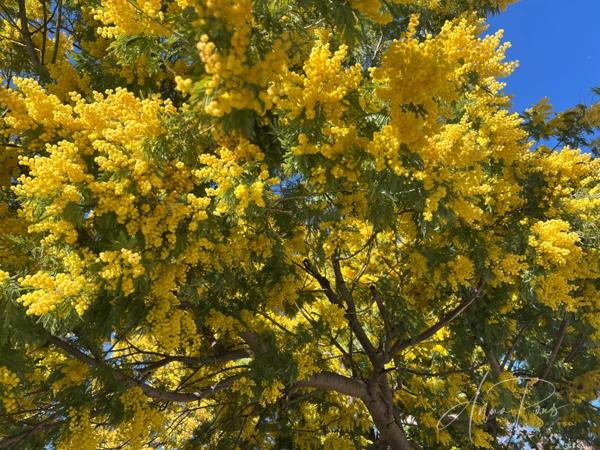 Dpt Var (83), à vendre HYERES maison P5 - Terrain de 320m² - 3 chambres - Magnifique Véranda.