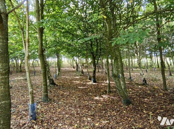 NOUVEAUTE en EXCLUSIVITE - Bois sur LUMBRES 