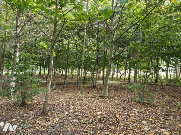 NOUVEAUTE en EXCLUSIVITE - Bois sur LUMBRES 