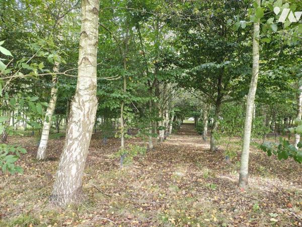NOUVEAUTE en EXCLUSIVITE - Bois sur LUMBRES 