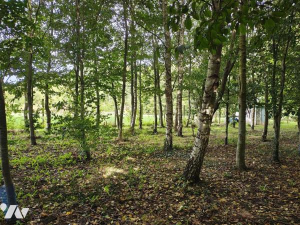 NOUVEAUTE en EXCLUSIVITE - Bois sur LUMBRES 