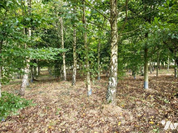 NOUVEAUTE en EXCLUSIVITE - Bois sur LUMBRES 
