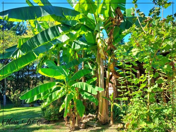 Maison de trois chambres + sous sol aménageable en rez-de-jardin sur 7400m² de jardin.