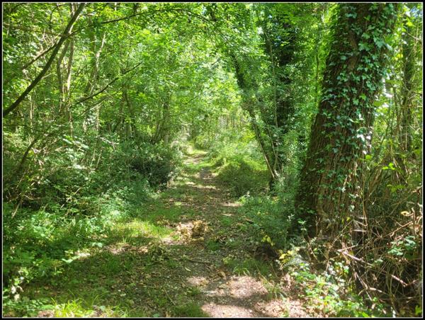 SITE D EXCEPTION, 6 HABITATIONS, UN LAC, DES BOIS, DES PRAIRIES à LA ROMIEU (32)
