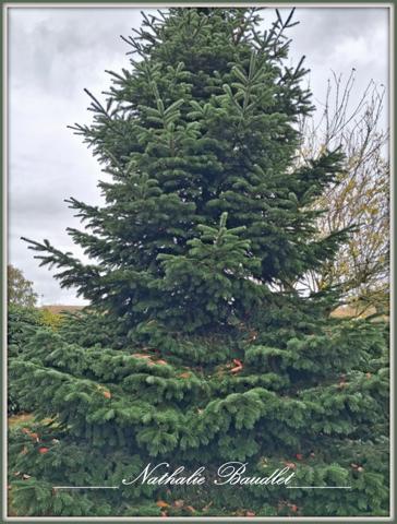 Brûlon (72350) Maion PLAIN-PIED, 4 chambres, sde, sdb, garage, jardin