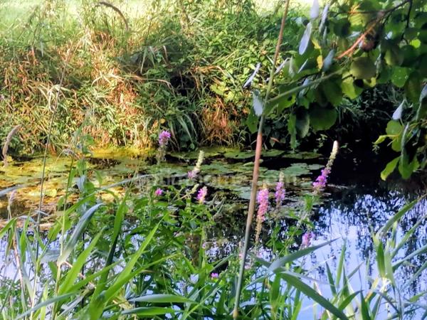 Domaine à vendre Calvados