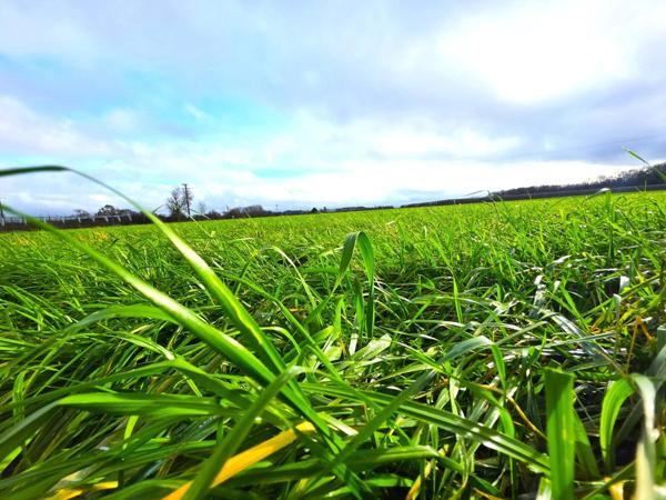 Maison traditionelle, ses dépendances et son terrain agricole !! A visiter sans tarder !