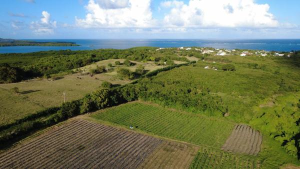 Terrain constructible de 2 000 m² au Vauclin (97280)