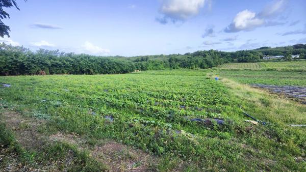 Terrain constructible de 2 000 m² au Vauclin (97280)