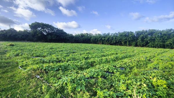 Terrain constructible de 2 000 m² au Vauclin (97280)