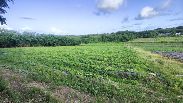 Terrain constructible de 2 000 m² au Vauclin (97280)