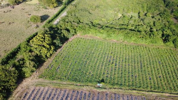 Terrain constructible de 2 000 m² au Vauclin (97280)