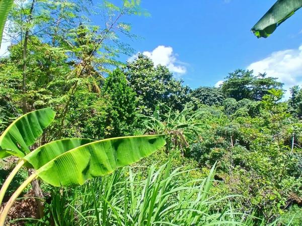 Vente                                                      Terrain
                        
                                         2000 m2                     à La Trinité