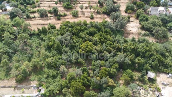 Terrains à vendre de 3160 m² FALICON (06)
