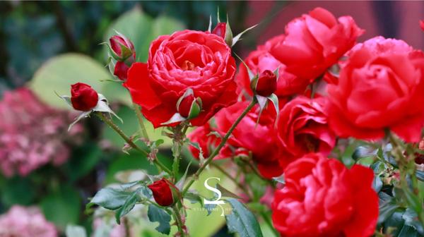 À VENDRE - Maison familiale avec véranda, piscine, à 20 min de Strasbourg