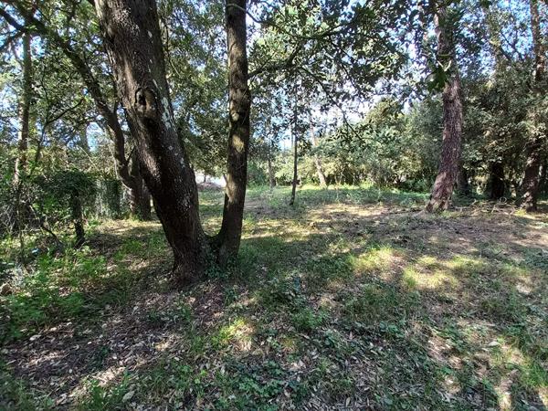 Terrain Saint Pierre d Oleron 1516 m²