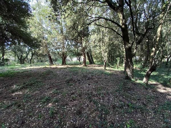 Terrain Saint Pierre d Oleron 1516 m²