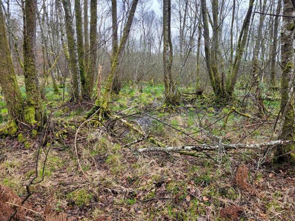 Etang de 7ha à Citers