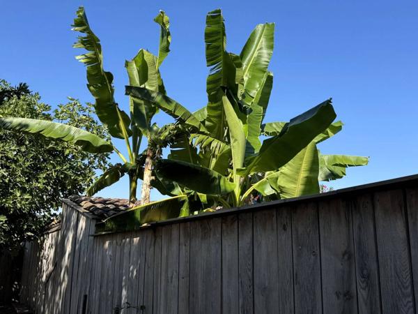 Propriété comprenant une maison principale d'habitation et 3 gites indépendants