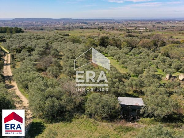 Charmant verger d'oliviers avec vue à Mormoiron