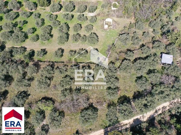 Charmant verger d'oliviers avec vue à Mormoiron