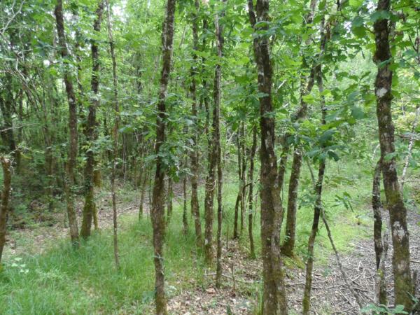 etang terrain de loisir