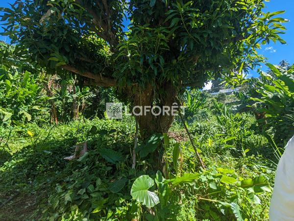 Achat terrain Gourbeyre - 5300 m² - 322 000 €