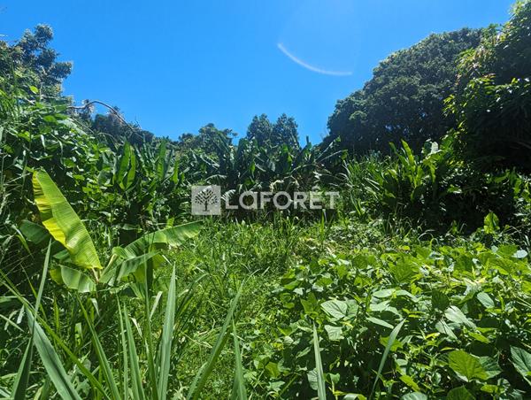 Achat terrain Gourbeyre - 5300 m² - 322 000 €