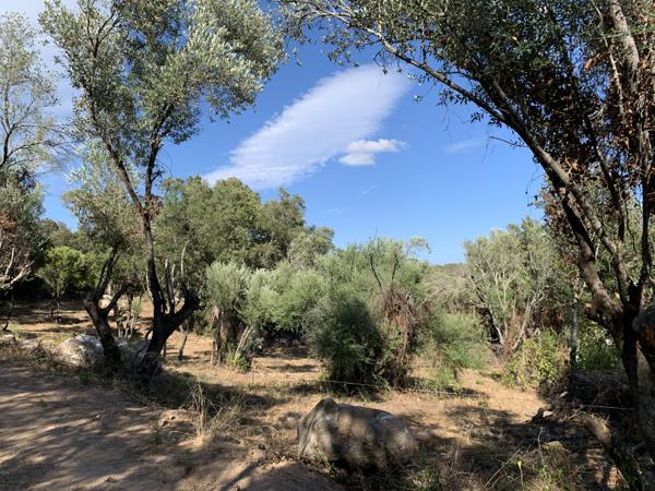 Sotta (20146) Charmante villa en pierre au calme de la campagne Corse