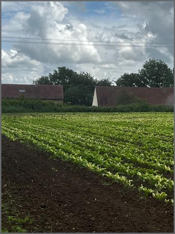 Terrain à MONTRECOURT, 59227 - 933m²