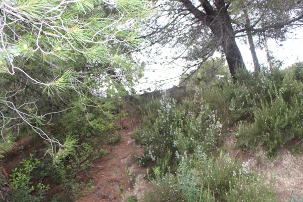 La Sirole Exclusivité|Terrain 2500m2|Colomars 06046