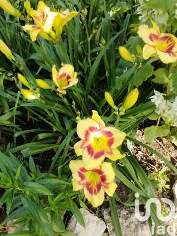 Maison à vendre 10 pièces 240 m² Montbozon