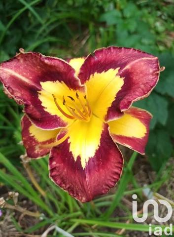 Maison à vendre 10 pièces 240 m² Montbozon