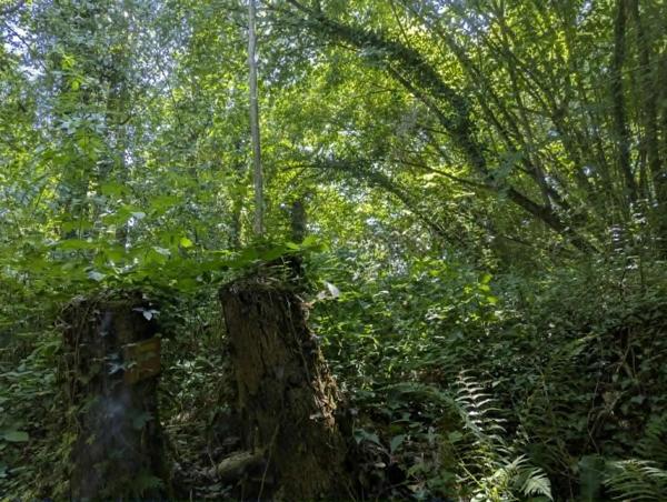 Charmante propriété de campagne avec 5 chambres et terrain