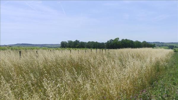 Terrain à vendre |  Saint-Même-les-Carrières |  2930 m²