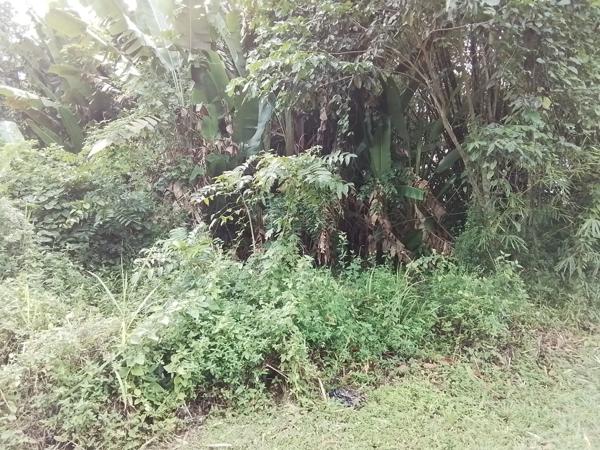 Terrain à vendre de 4 262,00 m² MACOURIA (973)