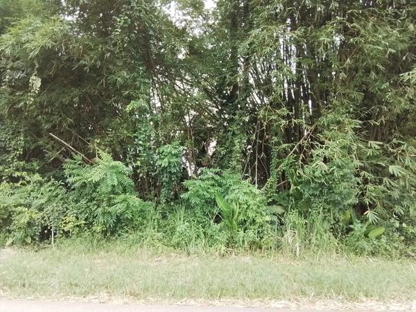 Terrain à vendre de 4 262,00 m² MACOURIA (973)