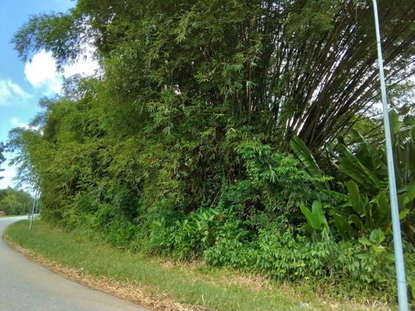 Terrain à vendre de 4 262,00 m² MACOURIA (973)