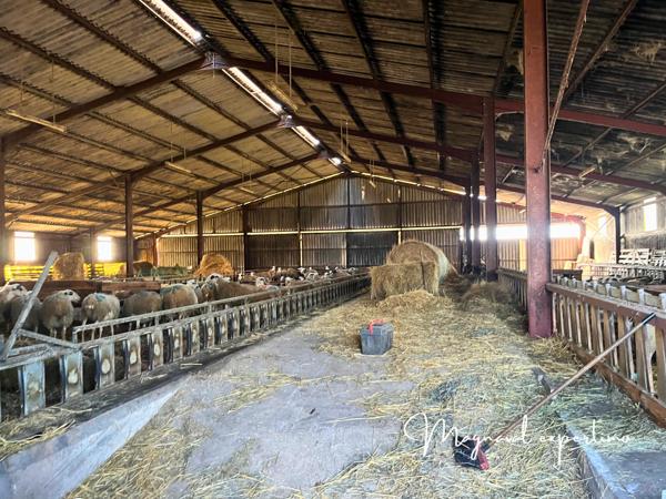 Ferme ovine de 39 HA avec 89 HA de fermages complémentaires possibles dans le LOT 46 OCCITANIE