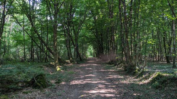 Terrain de loisirs - Usson Du Poitou - 45170 m2