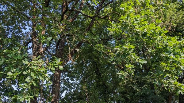 Terrain de loisirs - Usson Du Poitou - 45170 m2